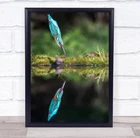Action Alcedo Atthis Amazing Animal Avian Back Beak Bill Bird Wall Art Print New. Price: $78.09.