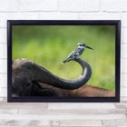 Africa Beak Bill Birds Kingfisher Animals Wildlife Wall Art Print New. Price: $53.85.