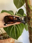 Valentino Sunglasses 5399S 086 57 16 130 Pre-owned. Price: $69.99.