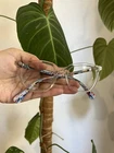 Robert Graham Frames MA10 Clear Eyeglasses Only 50-19-145 Pre-owned. Price: $37.99.